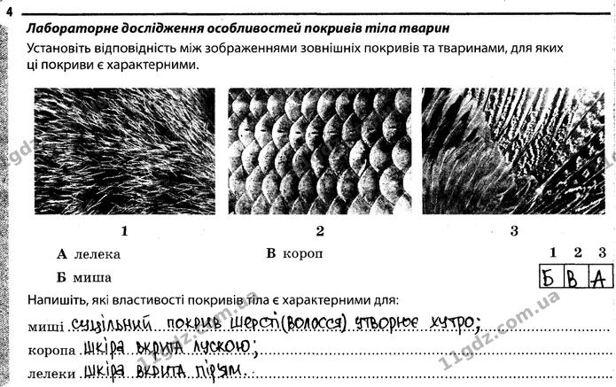 Стор. 44 — 4 — ГДЗ Робочий зошит Біологія 7 клас Задорожний — ГДЗ Робочий зошит Біологія 7 клас Задорожний