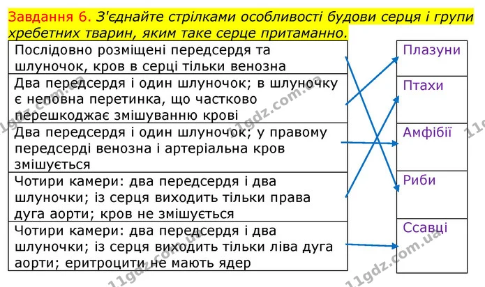 Стор. 65 — 6 — ГДЗ Робочий зошит з Біології 7 клас Яременко — ГДЗ Робочий зошит з Біології 7 клас Яременко