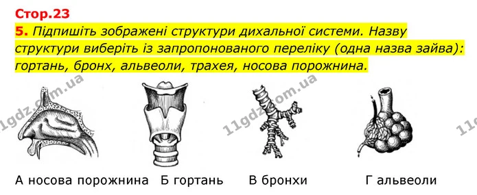 5. Підпишіть зображені структури дихальної системи. Назву структури виберіть із запропонованого переліку (одна назва зайва): гортань — ГДЗ Робочий зошит Біологія 8 клас Задорожний