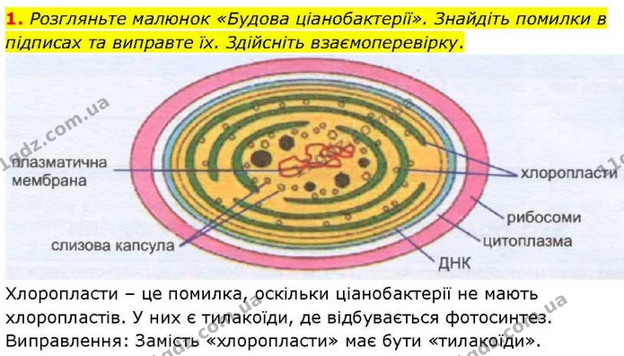 1. Розгляньте малюнок «Будова ціанобактерії». Знайдіть помилки в підписах та виправте їх. Здійсніть взаємоперевірку. — ГДЗ робочий зошит Біологія 7 клас Кулініч