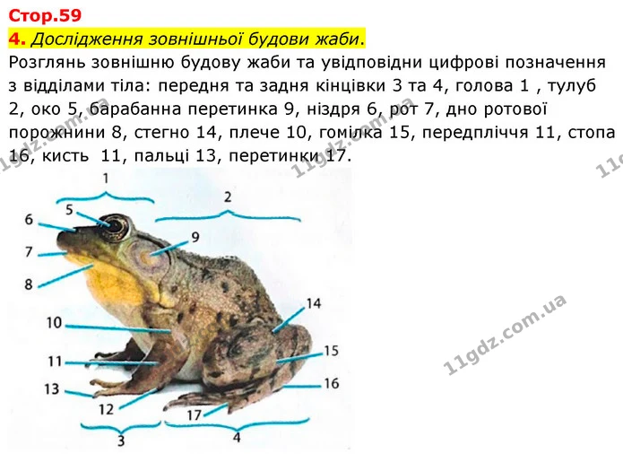 4. Дослідження зовнішньої будови жаби. — ГДЗ робочий зошит Біологія 7 клас Тагліна