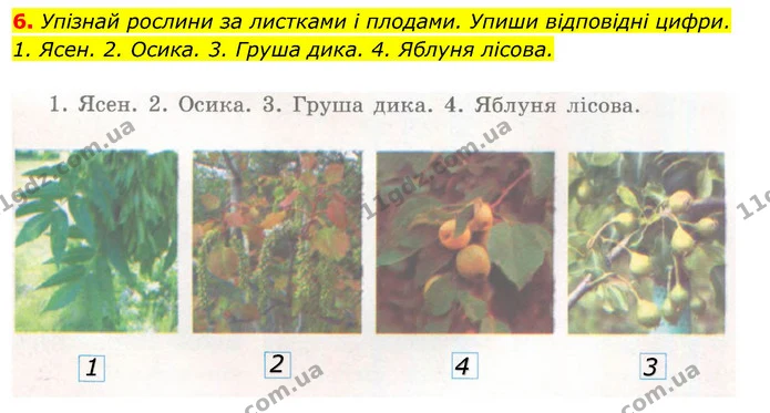 6. Упізнай рослини за листками і плодами. Упиши відповідні цифри. — ГДЗ Робочий зошит Я досліджую світ 4 клас Гільберг