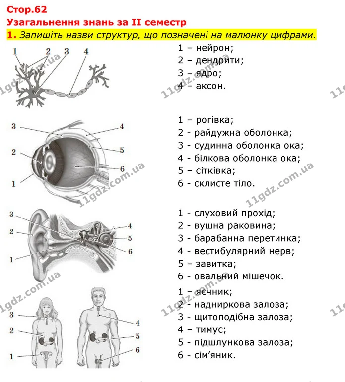 1. Запишіть назви структур, що позначені на малюнку цифрами. — ГДЗ Робочий зошит Біологія 8 клас Задорожний