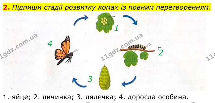 2. Підпиши стадії розвитку комах із повним перетворенням. — ГДЗ робочий зошит Біологія 7 клас Тагліна