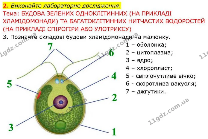 2. Виконайте лабораторне дослідження. — ГДЗ робочий зошит Біологія 7 клас Кулініч