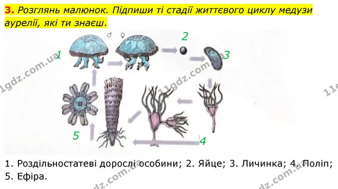3. Розглянь малюнок. Підпиши ті стадії життєвого циклу медузи аурелії, які ти знаєш. — ГДЗ робочий зошит Біологія 7 клас Тагліна