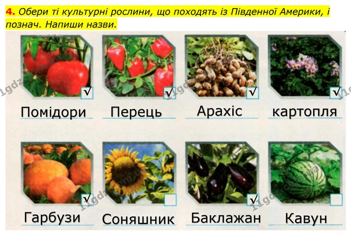 4. Обери ті культурні рослини, що походять із Південної Америки, і познач. Напиши назви. — ГДЗ Робочий зошит Я досліджую світ 4 клас Грущинська