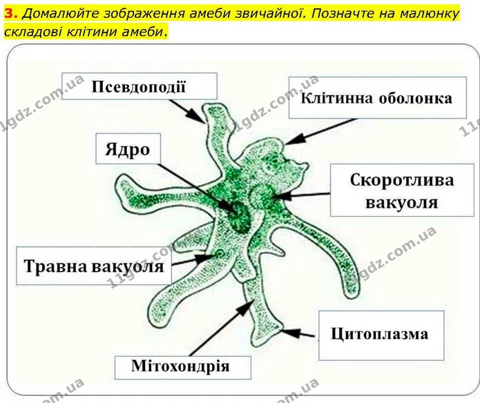 3. Домалюйте зображення амеби звичайної. Позначте на малюнку складові клітини амеби. — ГДЗ робочий зошит Біологія 7 клас Кулініч