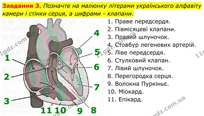 Стор. 72 — 3 — ГДЗ Робочий зошит біологія 8 клас Мирна — ГДЗ Робочий зошит біологія 8 клас Мирна