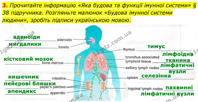 3. Прочитайте інформацію «Яка будова та функції імунної системи» § 38 підручника. Розгляньте малюнок «Будова імунної системи людини» — ГДЗ Робочий зошит Біологія 8 клас Кулініч