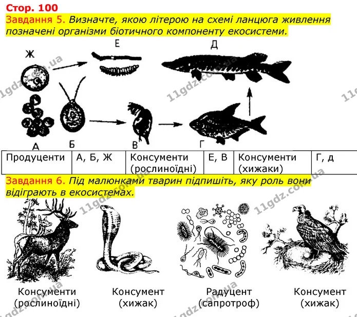 Стор. 100 — 5-6 — ГДЗ Робочий зошит з Біології 7 клас Яременко — ГДЗ Робочий зошит з Біології 7 клас Яременко