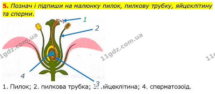 Стор. 28 — 5 — ГДЗ робочий зошит Біологія 7 клас Тагліна — ГДЗ робочий зошит Біологія 7 клас Тагліна