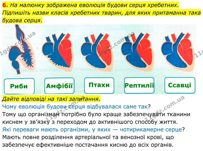 1. На малюнку зображено чотири біологічні об'єкти, позначені цифрами. — частина 6 — ГДЗ Робочий зошит Біологія 8 клас Тагліна (2025)