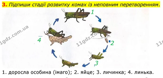 Стор. 52 — 3 — ГДЗ робочий зошит Біологія 7 клас Тагліна — ГДЗ робочий зошит Біологія 7 клас Тагліна