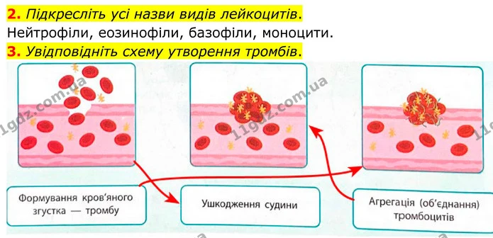 2. Підкресліть усі назви видів лейкоцитів. — ГДЗ Робочий зошит Біологія 8 клас Тагліна (2025)