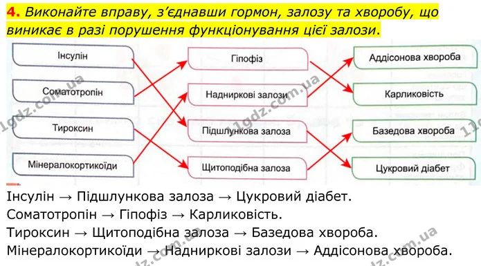 4. Виконайте вправу, з’єднавши гормон, залозу та хворобу, що виникає в разі порушення функціонування цієї залози. — ГДЗ Робочий зошит Біологія 8 клас Кулініч