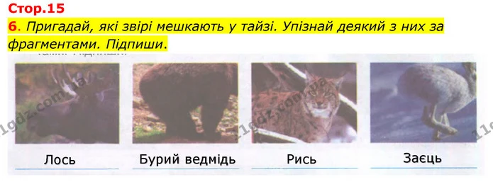 6. Пригадай, які звірі мешкають у тайзі. Упізнай деякий з них за фрагментами. Підпиши. — ГДЗ Робочий зошит Я досліджую світ 4 клас Гільберг