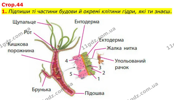 1. Підпиши ті частини будови й окремі клітини гідри, які ти знаєш. — ГДЗ робочий зошит Біологія 7 клас Тагліна