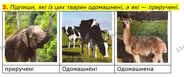 3. Підпиши, які із цих тварин одомашнені, а які — приручені. — ГДЗ робочий зошит Біологія 7 клас Тагліна