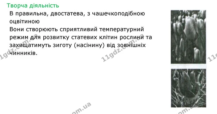 Стор. 53 — 2 — ГДЗ Робочий зошит Біологія 6 клас Соболь — ГДЗ Робочий зошит Біологія 6 клас Соболь