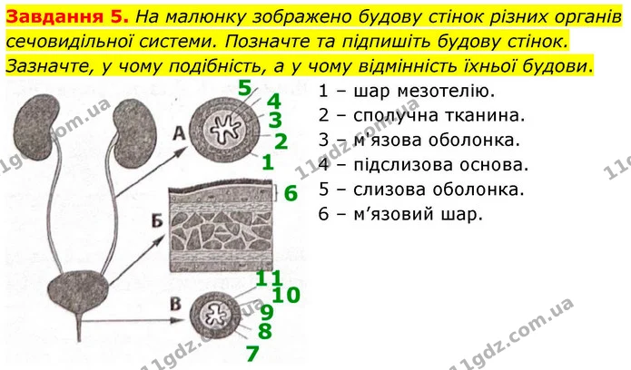 Стор. 92 — 5 — ГДЗ Робочий зошит біологія 8 клас Мирна — ГДЗ Робочий зошит біологія 8 клас Мирна