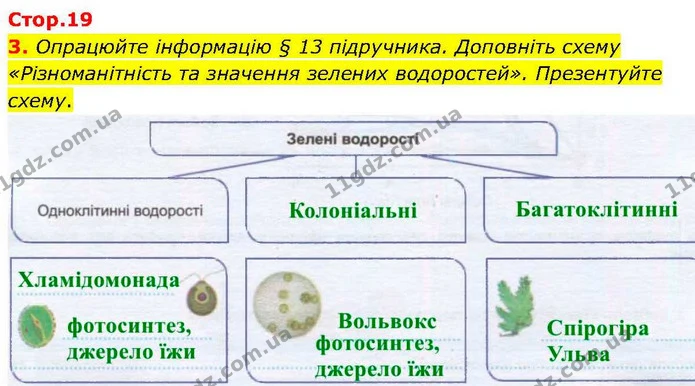 3. Опрацюйте інформацію § 13 підручника. Доповніть схему «Різноманітність та значення зелених водоростей». Презентуйте схему. — ГДЗ робочий зошит Біологія 7 клас Кулініч
