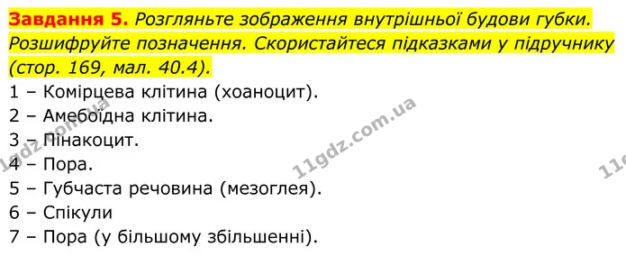 5. Розгляньте зображення внутрішньої будови губки. Розшифруйте позначення. Скористайтеся підказками у підручнику (стор. 169, мал — ГДЗ Робочий зошит Біологія 7 клас Мирна 2024
