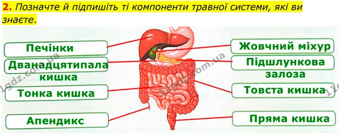 2. Позначте й підпишіть ті компоненти травної системи, які ви знаєте. — ГДЗ Робочий зошит Біологія 8 клас Тагліна (2025)