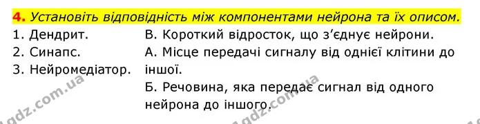 4. Установіть відповідність між компонентами нейрона та їх описом. — ГДЗ Робочий зошит Біологія 8 клас Задорожний