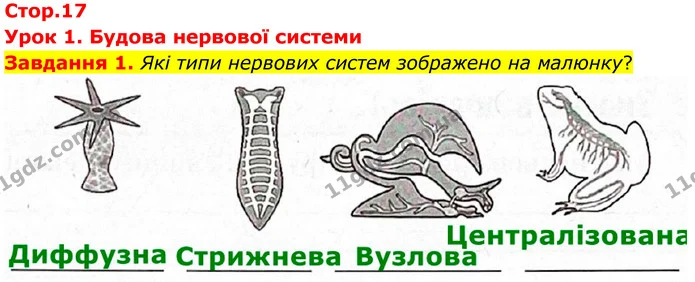 Стор. 17 — 1 — ГДЗ Робочий зошит біологія 8 клас Мирна — ГДЗ Робочий зошит біологія 8 клас Мирна