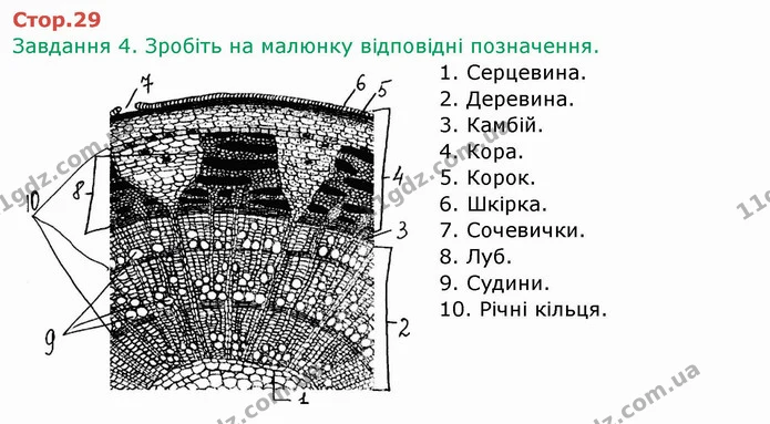 Стор. 29 — 4 — ГДЗ Робочий зошит Біологія 6 клас Мечник — ГДЗ Робочий зошит Біологія 6 клас Мечник