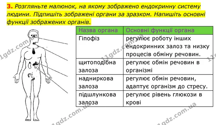 3. Розгляньте малюнок, на якому зображено ендокринну систему людини. Підпишіть зображені органи за зразком. Напишіть основні функції — ГДЗ Робочий зошит Біологія 8 клас Задорожний