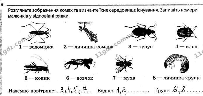 6. Розгляньте зображення комах та визначте їхнє середовище існування. — ГДЗ Робочий зошит Біологія 7 клас Задорожний