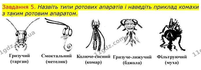 Стор. 26 — 5 — ГДЗ Робочий зошит з Біології 7 клас Яременко — ГДЗ Робочий зошит з Біології 7 клас Яременко
