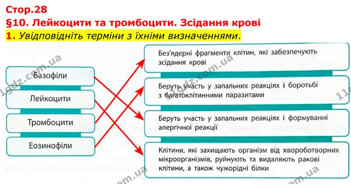1. Увідповідніть терміни з їхніми визначеннями. — ГДЗ Робочий зошит Біологія 8 клас Тагліна (2025)