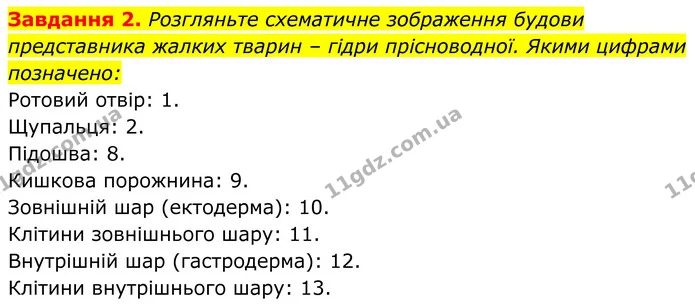 2. Розгляньте схематичне зображення будови представника жалких тварин – гідри прісноводної. Якими цифрами позначено: — ГДЗ Робочий зошит Біологія 7 клас Мирна 2024