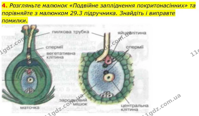 4. Розгляньте малюнок «Подвійне запліднення покритонасінних» та порівняйте з малюнком 29.3 підручника. Знайдіть і виправте помилки. — ГДЗ робочий зошит Біологія 7 клас Кулініч
