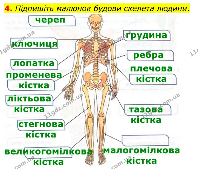 4. Підпишіть малюнок будови скелета людини. — ГДЗ Робочий зошит Біологія 8 клас Кулініч