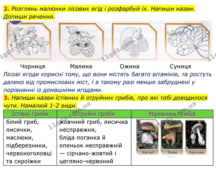 2. Розглянь малюнки лісових ягід і розфарбуй їх. Напиши назви. Допиши речення. — ГДЗ Робочий зошит Я досліджую світ 4 клас Грущинська