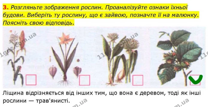 3. Розгляньте зображення рослин. Проаналізуйте ознаки їхньої будови. Виберіть ту рослину, що є зайвою, позначте її на малюнку. Поясніть — ГДЗ робочий зошит Біологія 7 клас Кулініч