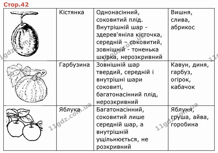 Стор. 42 — 1 — ГДЗ Робочий зошит Біологія 6 клас Мечник — ГДЗ Робочий зошит Біологія 6 клас Мечник