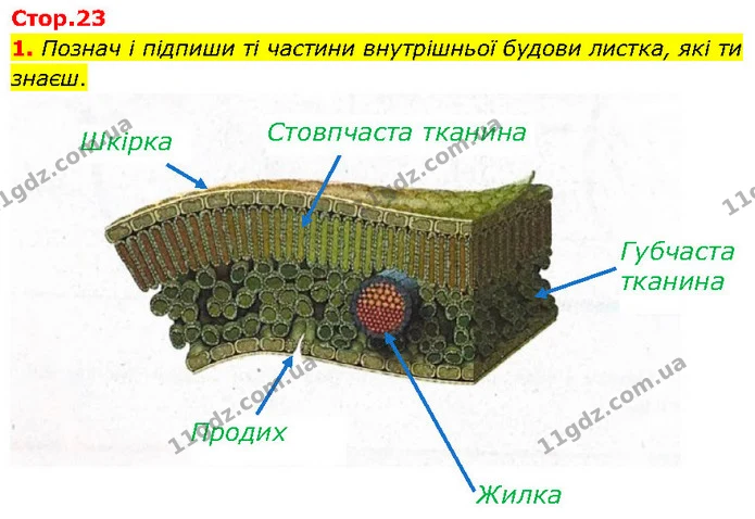 1. Познач і підпиши ті частини внутрішньої будови листка, які ти знаєш. — ГДЗ робочий зошит Біологія 7 клас Тагліна