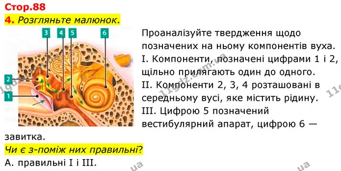 1. Виберіть і позначте V всі правильні твердження щодо сенсорної системи слуху. — частина 4 — ГДЗ Робочий зошит Біологія 8 клас Тагліна (2025)