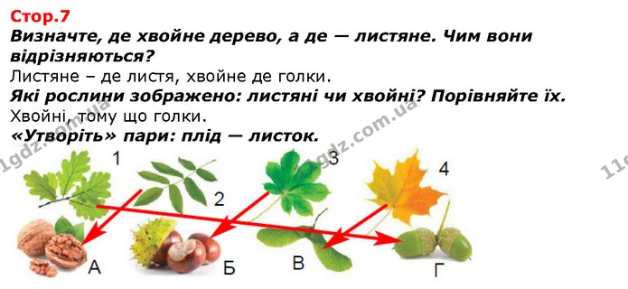 Визначте, де хвойне дерево, а де — листяне. Чим вони відрізняються? — ГДЗ Я досліджую світ 1 клас Гільберг