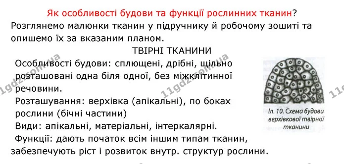 Стор. 31 — 2 — ГДЗ Робочий зошит Біологія 6 клас Соболь — ГДЗ Робочий зошит Біологія 6 клас Соболь