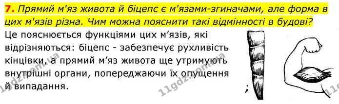 7. Прямий м'яз живота й біцепс є м'язами-згиначами, але форма в цих м'язів різна. Чим можна пояснити такі відмінності в будові? — ГДЗ Робочий зошит Біологія 8 клас Задорожний