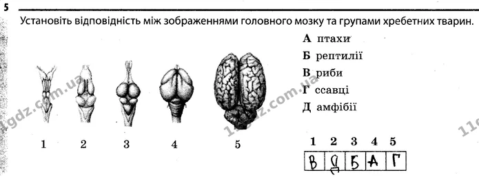 Стор. 48 — 5 — ГДЗ Робочий зошит Біологія 7 клас Задорожний — ГДЗ Робочий зошит Біологія 7 клас Задорожний