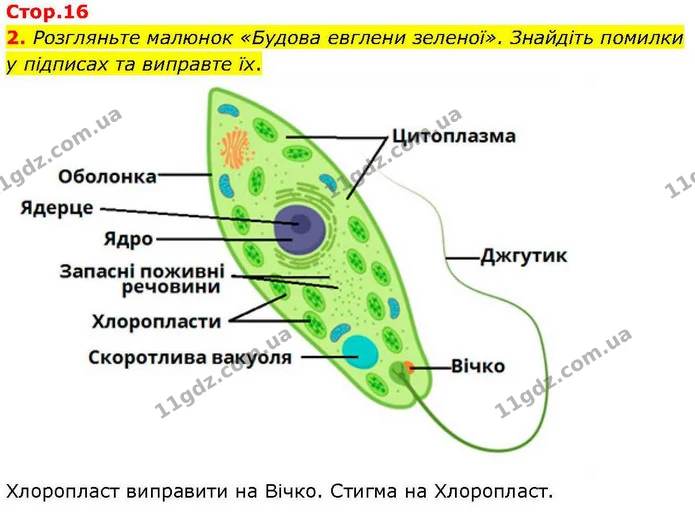 2. Розгляньте малюнок «Будова евглени зеленої». Знайдіть помилки у підписах та виправте їх. — ГДЗ робочий зошит Біологія 7 клас Кулініч