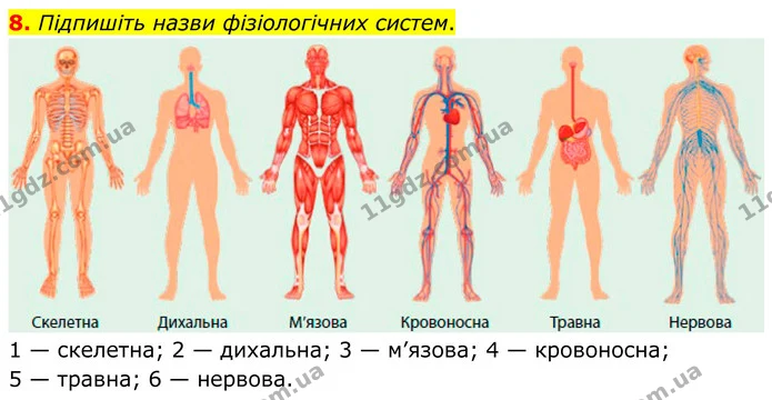 1. Визначте поняття. — частина 8 — ГДЗ Робочий зошит Біологія 8 клас Тагліна (2025)