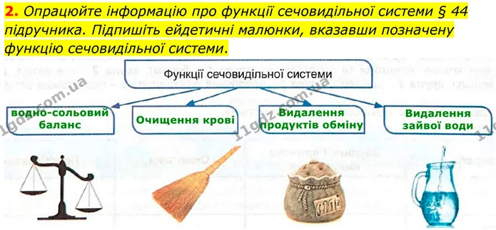 2. Опрацюйте інформацію про функції сечовидільної системи § 44 підручника. Підпишіть ейдетичні малюнки, вказавши позначену функцію — ГДЗ Робочий зошит Біологія 8 клас Кулініч